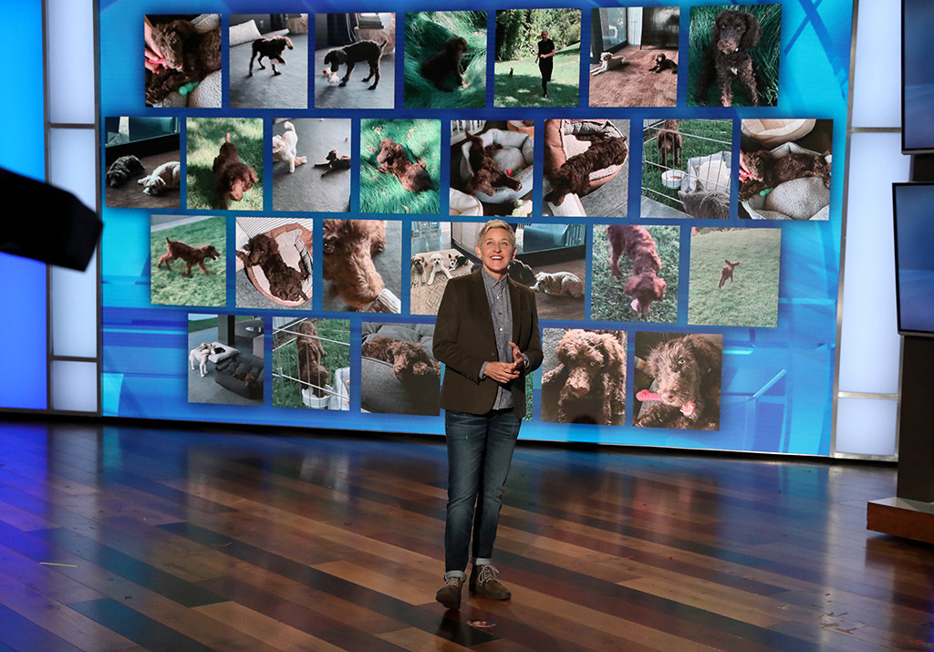 Ellen Degeneres Adorable New Dog Will Make You Fall In Puppy